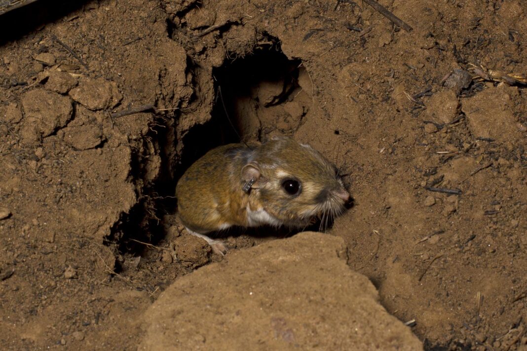 kangaroo rat huddled in dirt