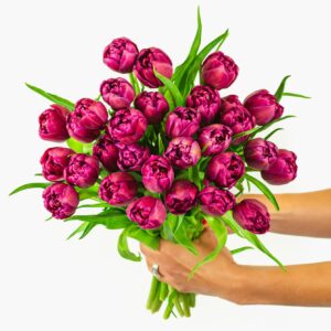 In front of a white background, a woman’s arms hold up a bouquet of 30 stems of purple peony tulips with many layers of petals on bright green stems. Image courtesy Bloomsy Box.