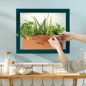 A green frame is centered on a light blue wall. The frame contains a planter box full of plants, like aloe vera, cilantro, and mint or bee balm. A person’s hand can be seen snipping off one of the plants with a small shears. Courtesy Modern Sprout.