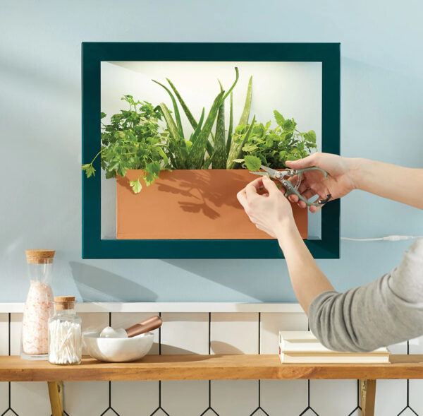 A green frame is centered on a light blue wall. The frame contains a planter box full of plants, like aloe vera, cilantro, and mint or bee balm. A person’s hand can be seen snipping off one of the plants with a small shears. Courtesy Modern Sprout.