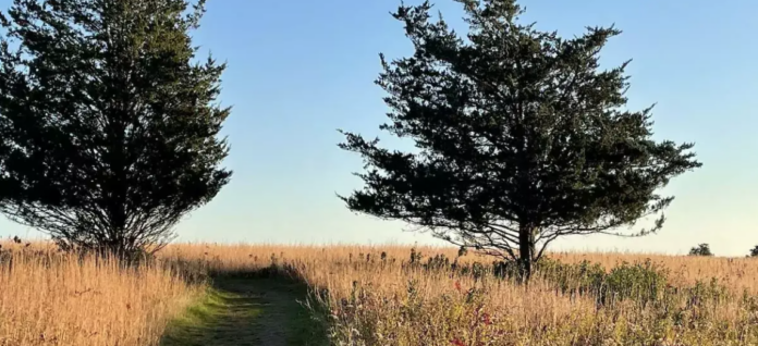 Path surrounded by Trees.