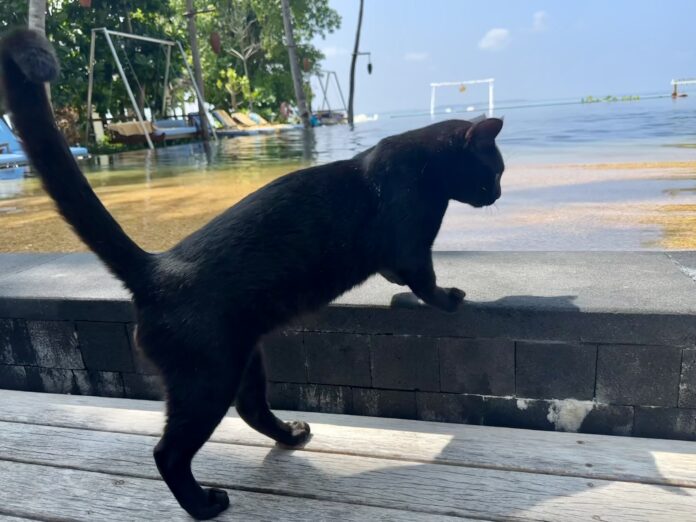 A cat at the smaller cat colony at Siyam World, Iru Fushi. black cat by water's edge