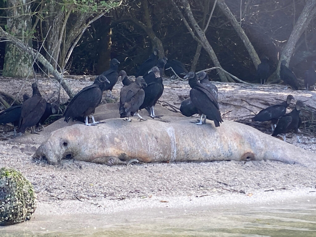 dead manatee on beach with buzzards