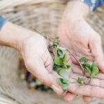 hands holding purslane