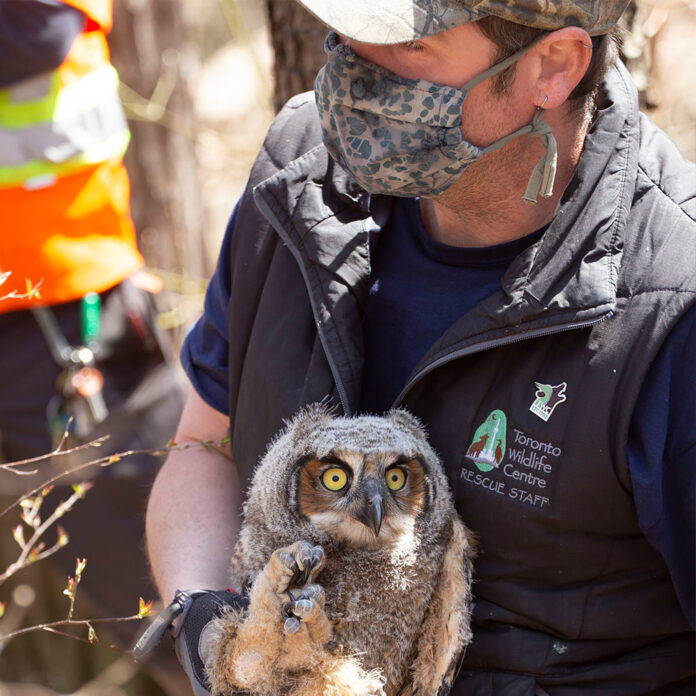 man holding a small great horned owl chick.