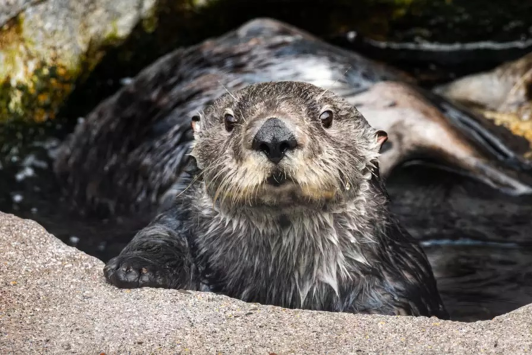 Sea otter Ruby