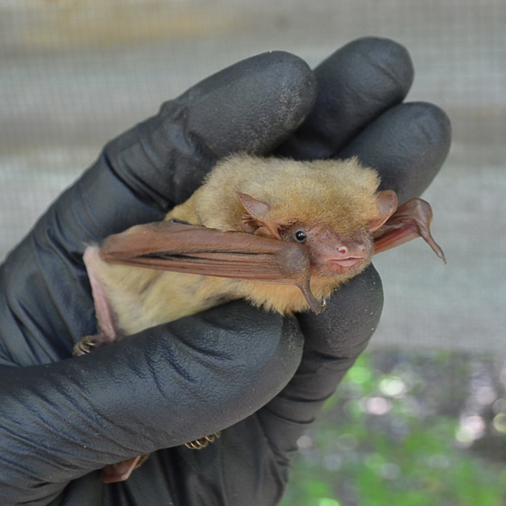 Brown bat in a person's hand. 