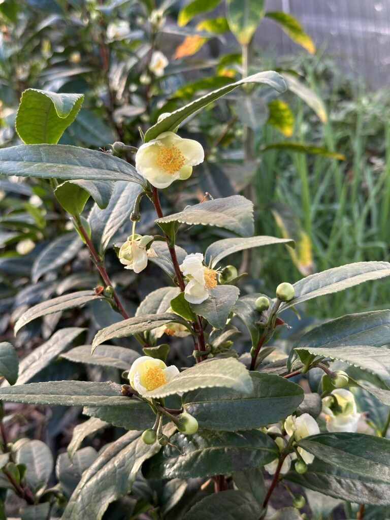 Tea plant with several blossoms