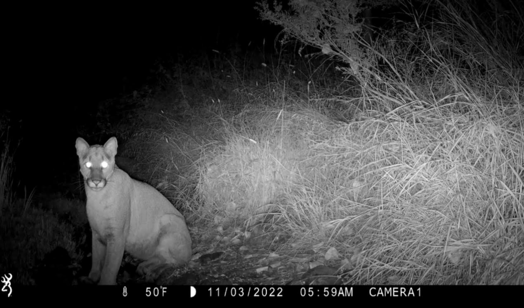mountain lion at night