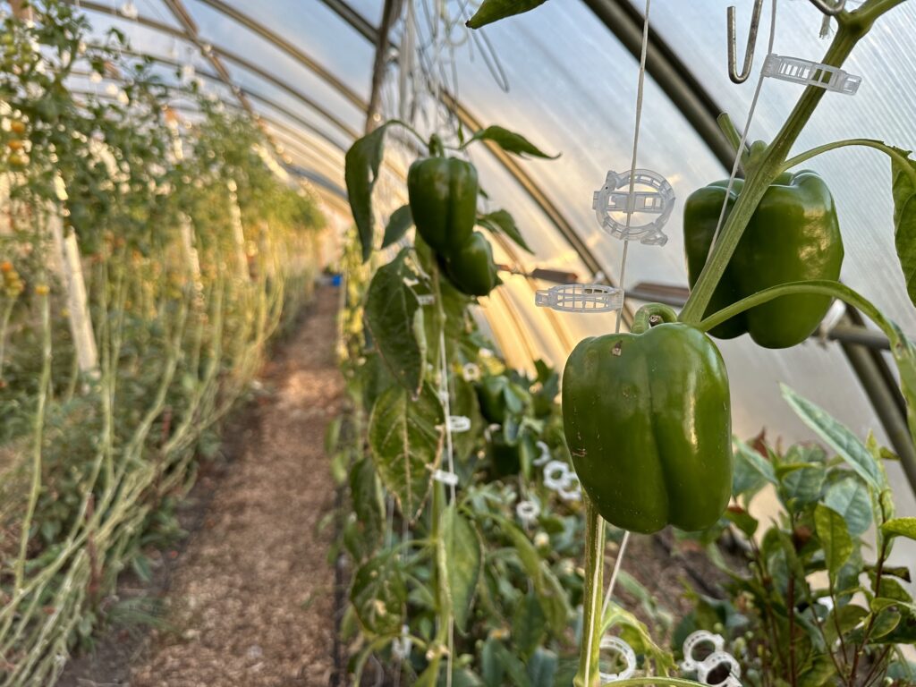 close up of green peppers growing in greenhouse