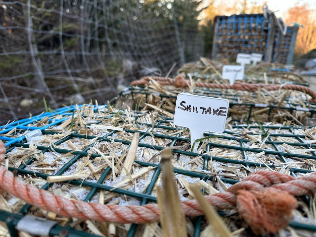 Lobster traps with mushrooms ready to grow