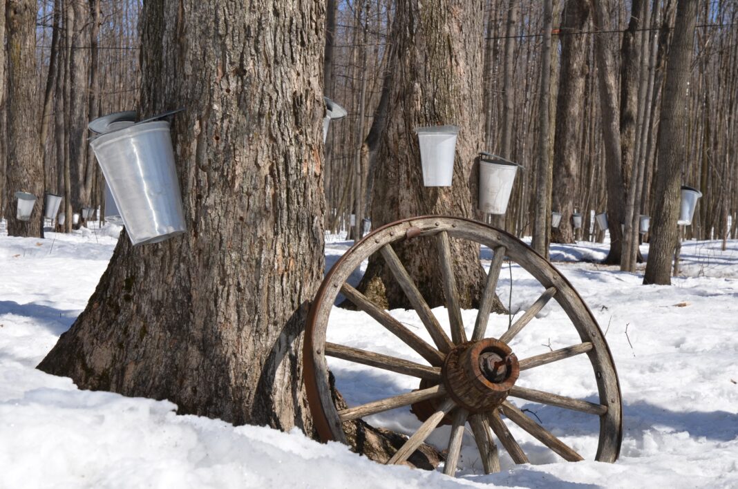 maple trees in winter being tapped for syrup