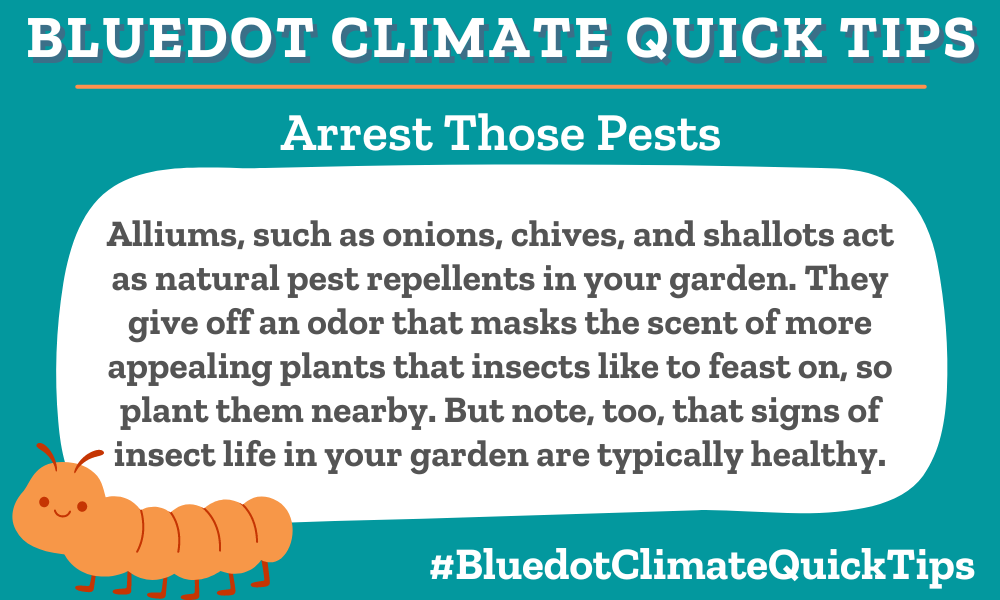 Climate Quick Tips: Arrest Those Pests Alliums, such as onions, chives, and shallots act as natural pest repellents in your garden. They give off an odor that masks the scent of more appealing plants that insects like to feast on, so plant them nearby. But note, too, that signs of insect life in your garden are typically healthy. Bluedot’s gardening columnist offers lots more tips on eco-friendly plantings.