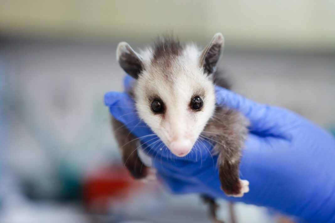hands holding a baby possum