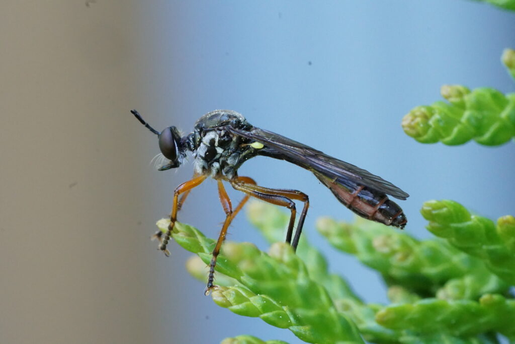 fly close up