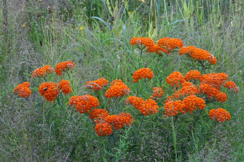 butterfly weed in meadow