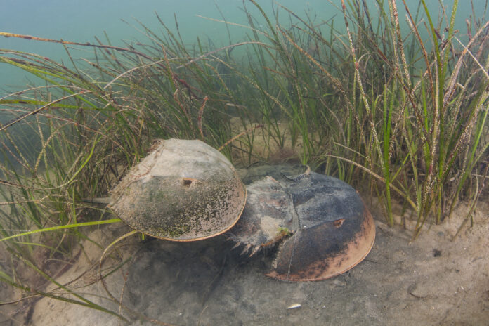 a pair of horseshoe crabs under water with sea grass