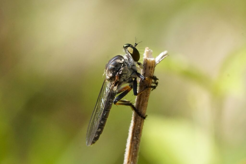 fly on a stem