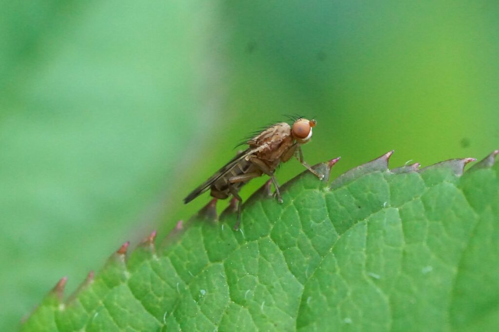 fly on a leaf