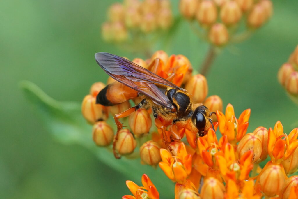 bee on orange flower