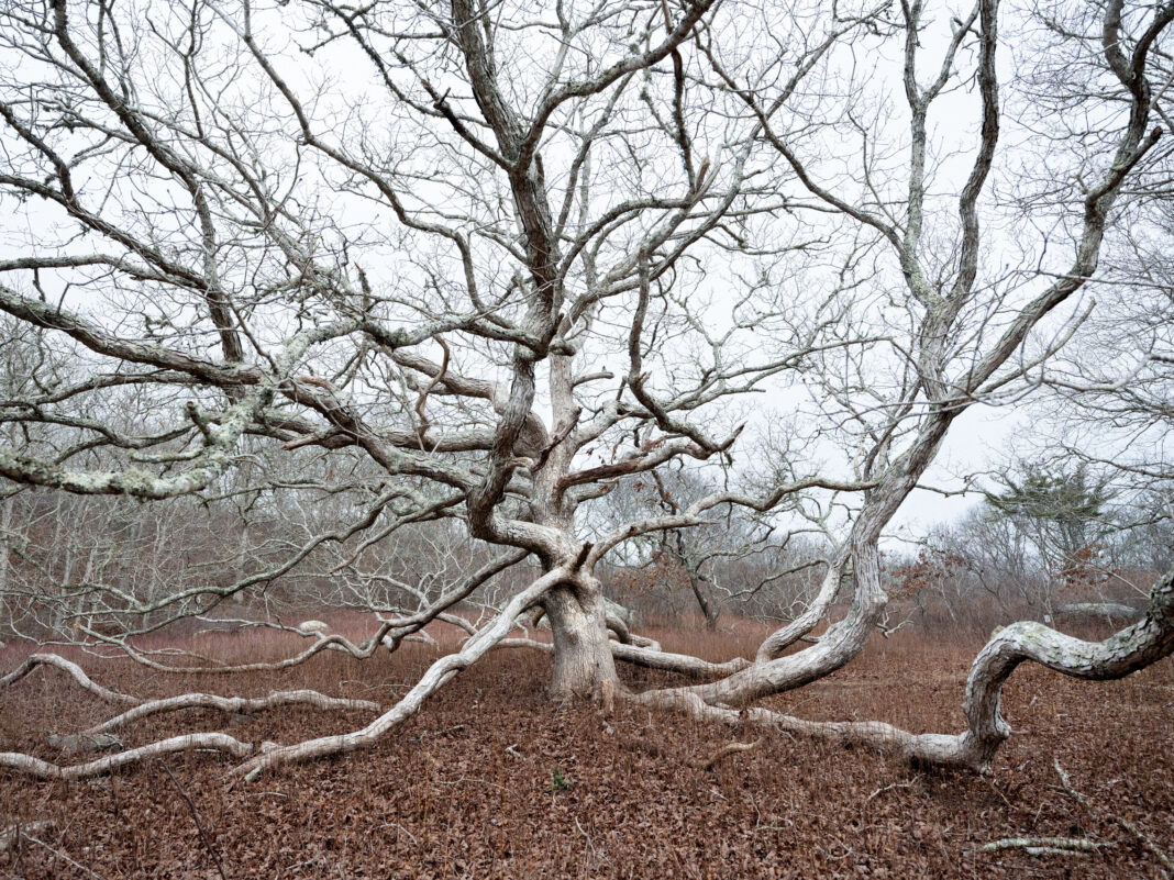 bare oak tree with fall leaves