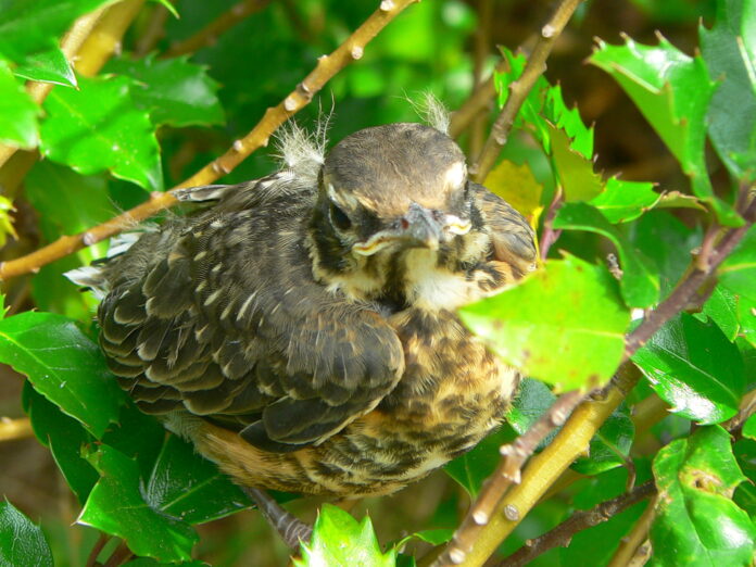robin fledgling on branch