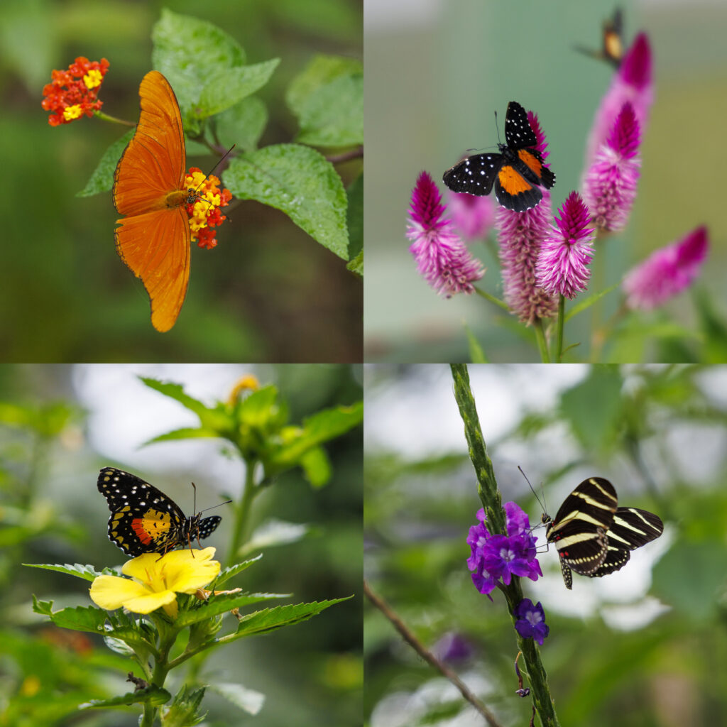 grid of four photos of butterflies