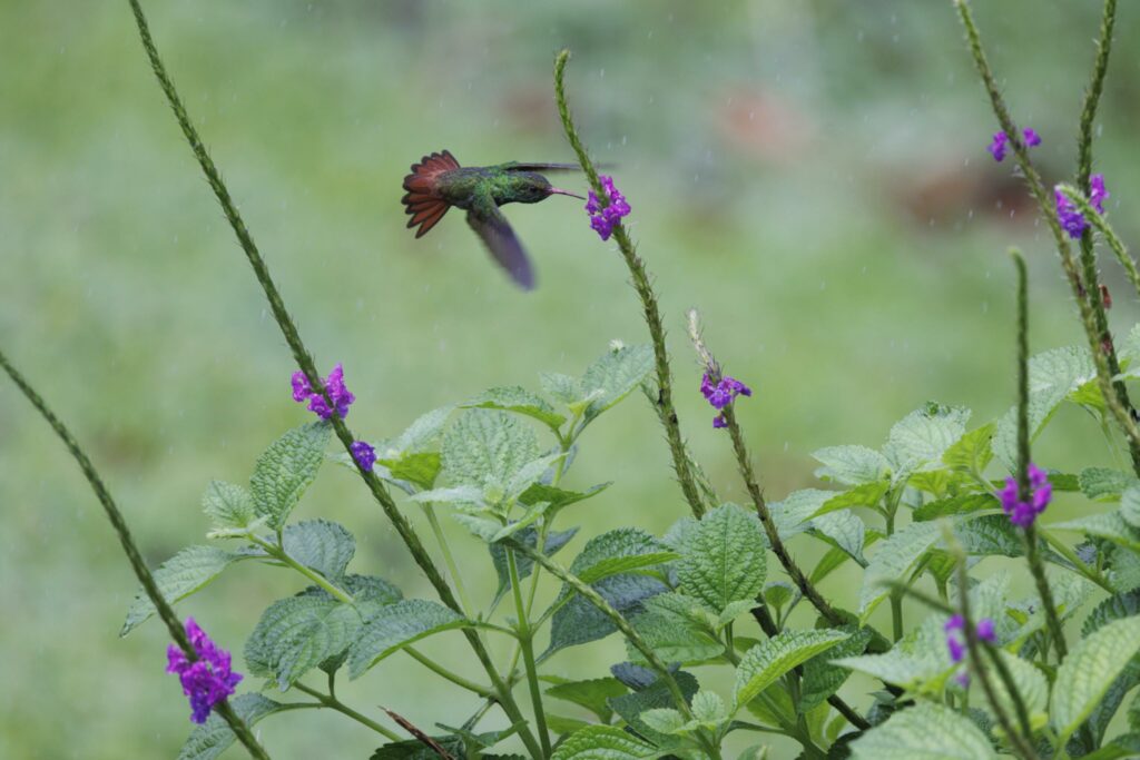 Rufous-Tailed Hummingbird sipping nectar from the vibrant Purple Porterweed