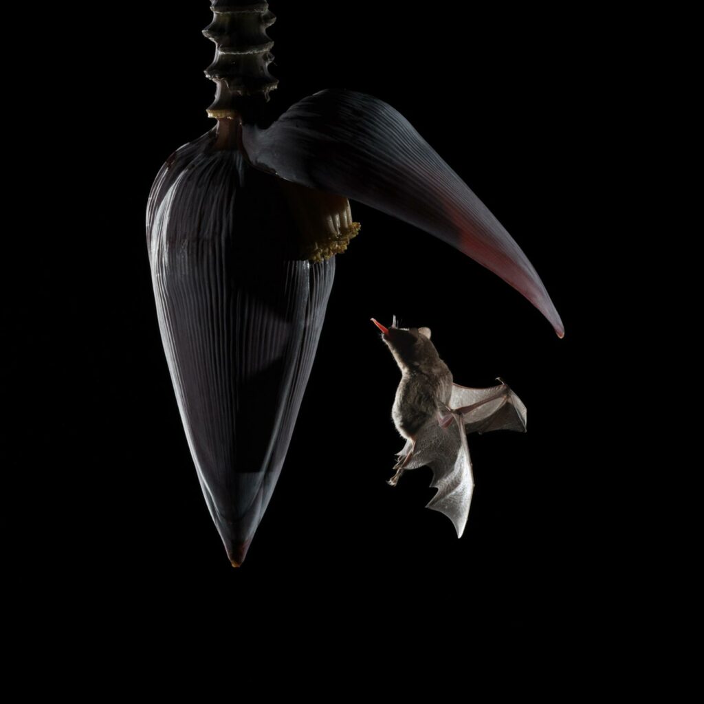 close up of Long-Tongued Nectar Bat with a Banana Flower