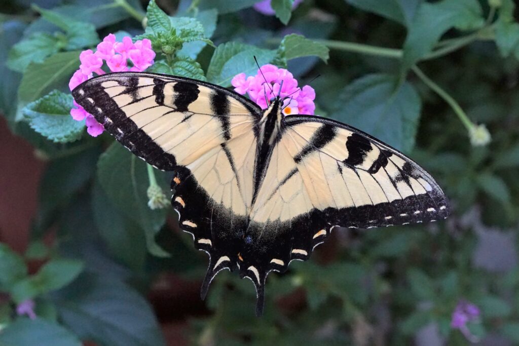 light yellow and black butterfly on purple flowers