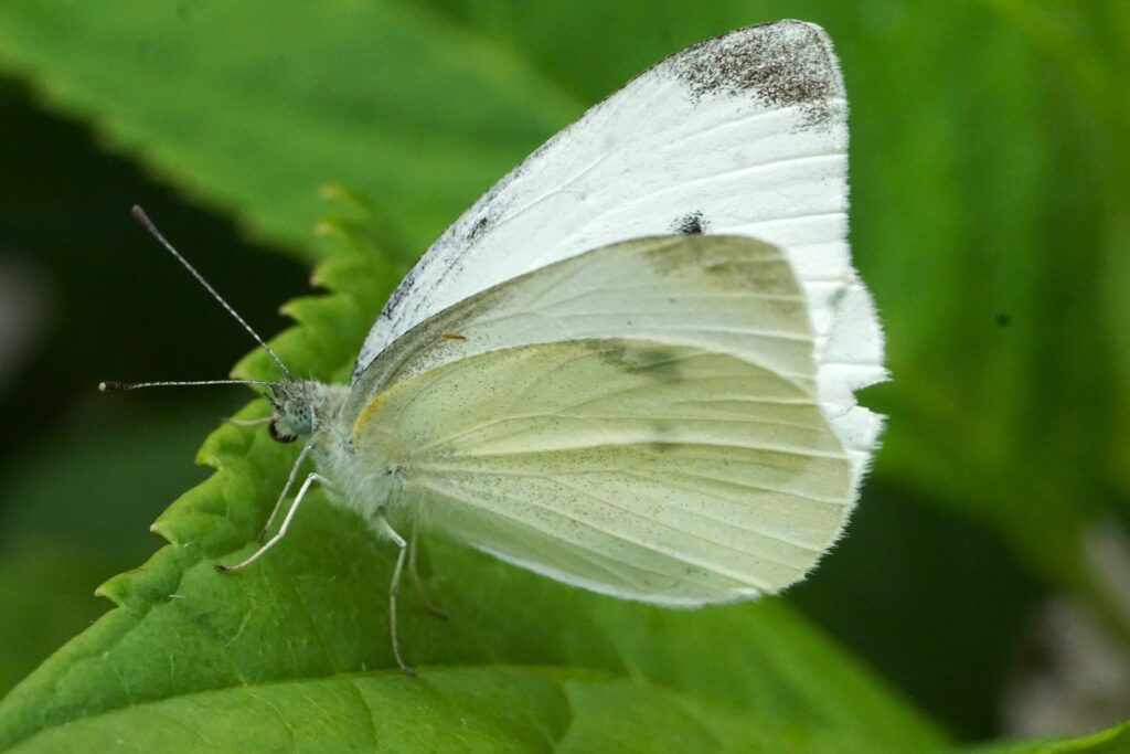 white butterfly