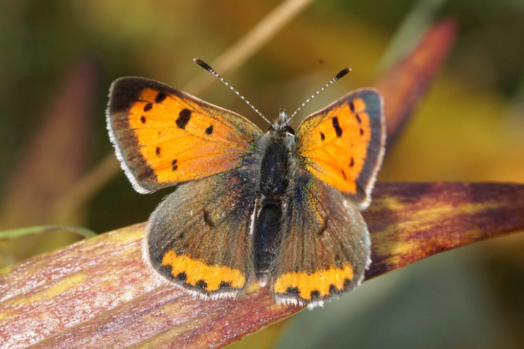 copper and gray butterfly