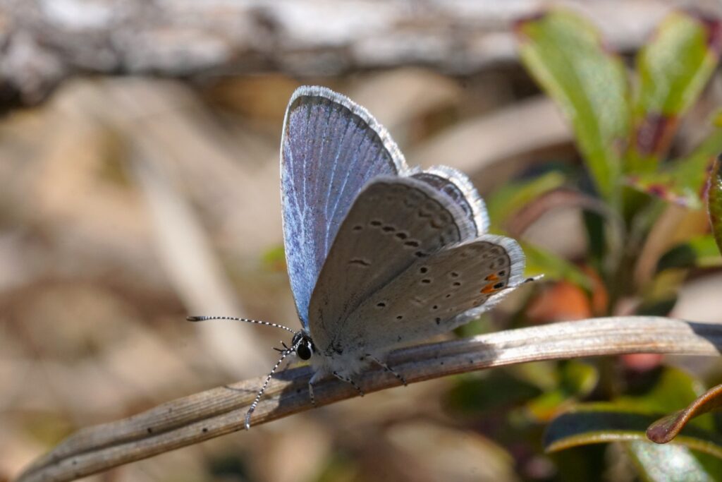 light gray butterfly on a twig