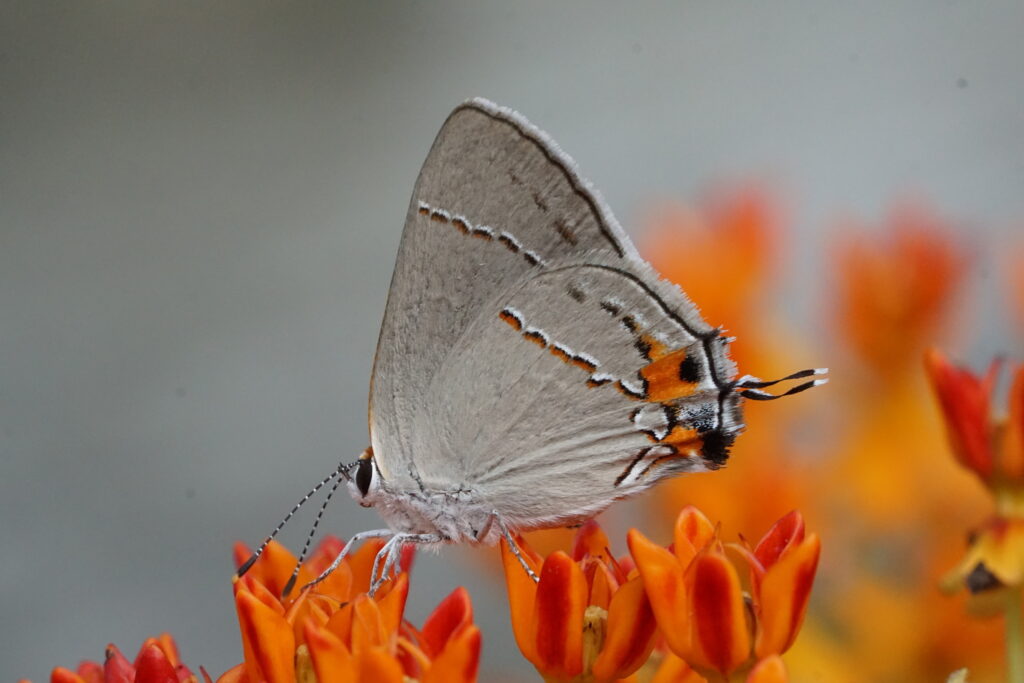 gray butterfly on orange flower