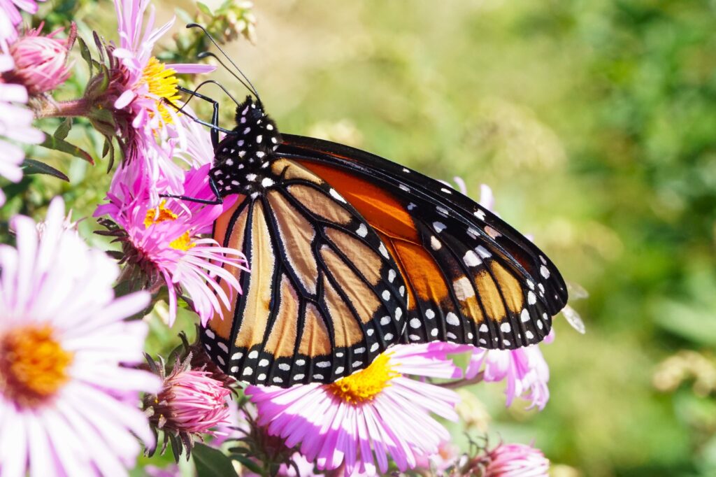 orange and black monarch butterfly on pink flowers