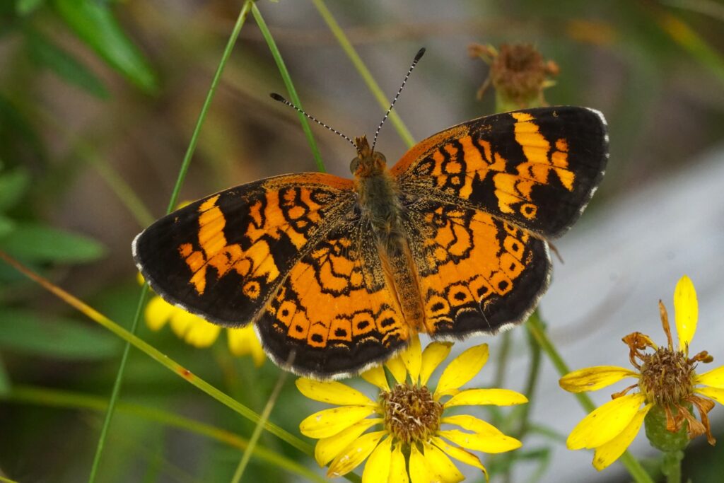 black and orange butterfly on yellow flower