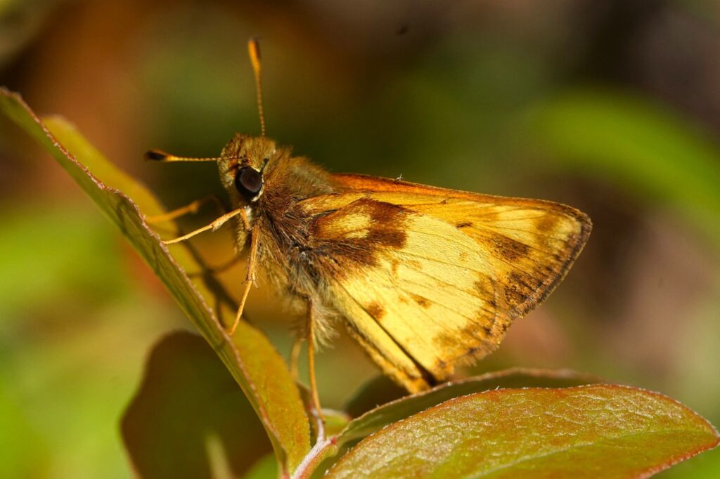 brown and yellow butterfly