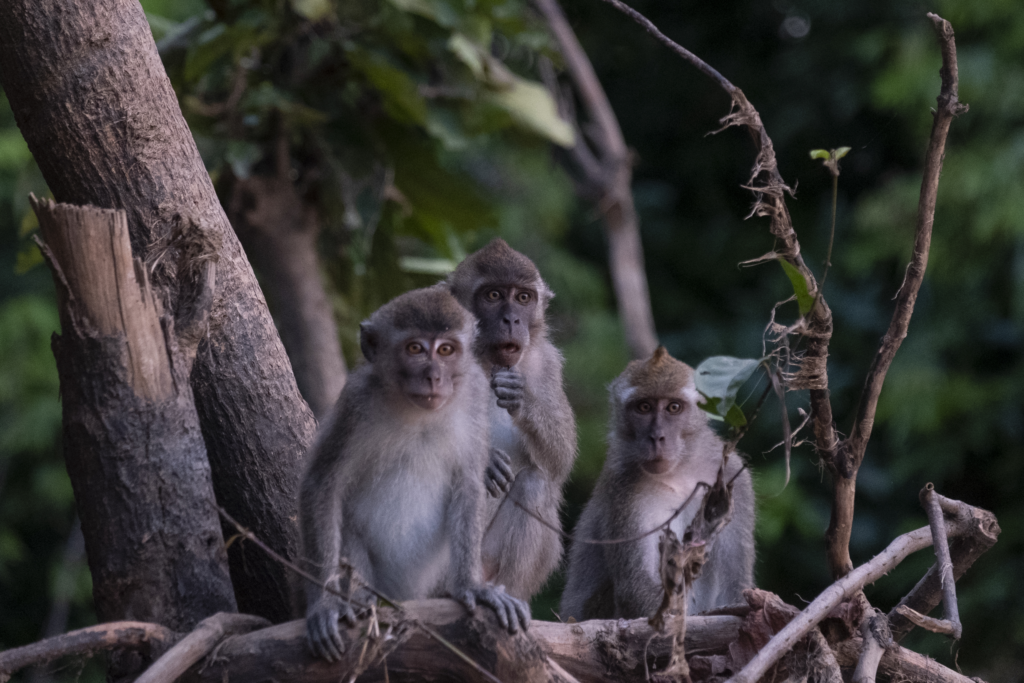 Monkeys perched on tree branch.
