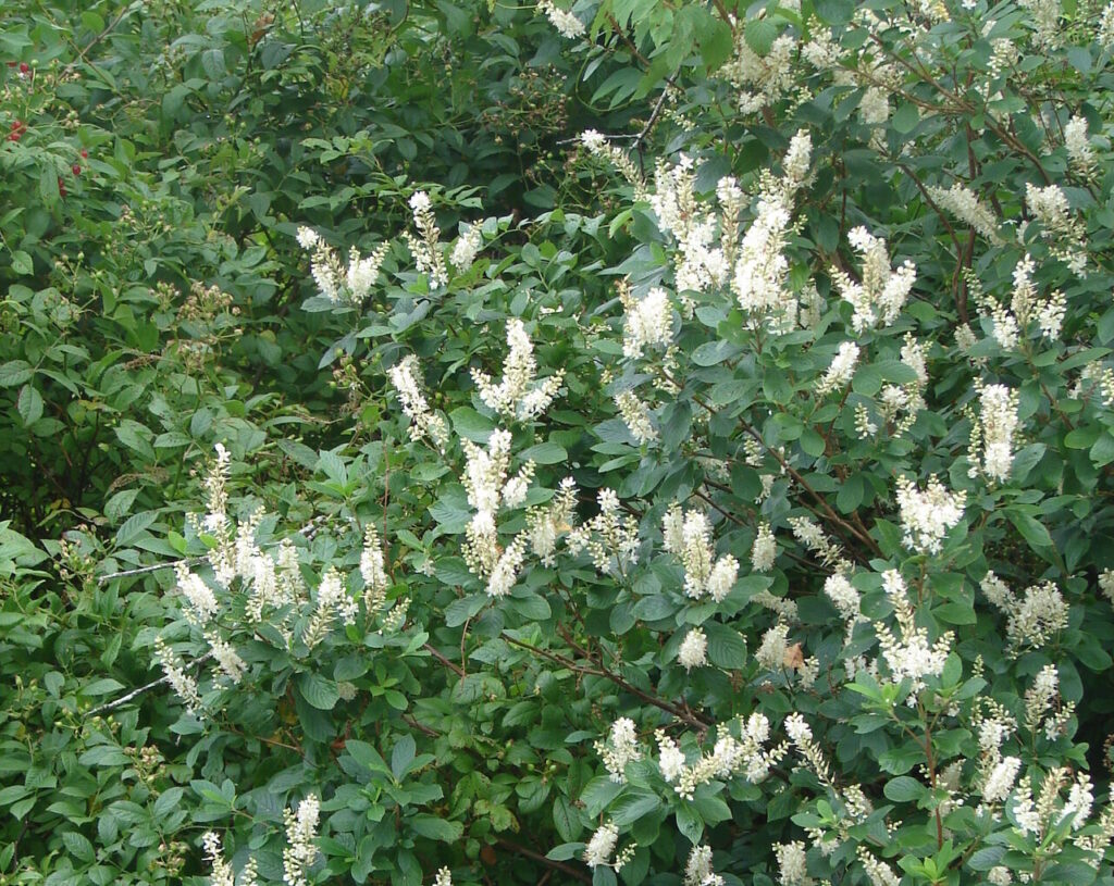 bush with white flowers