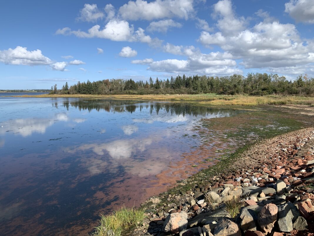rocky beach by water with pine trees and blue sky
