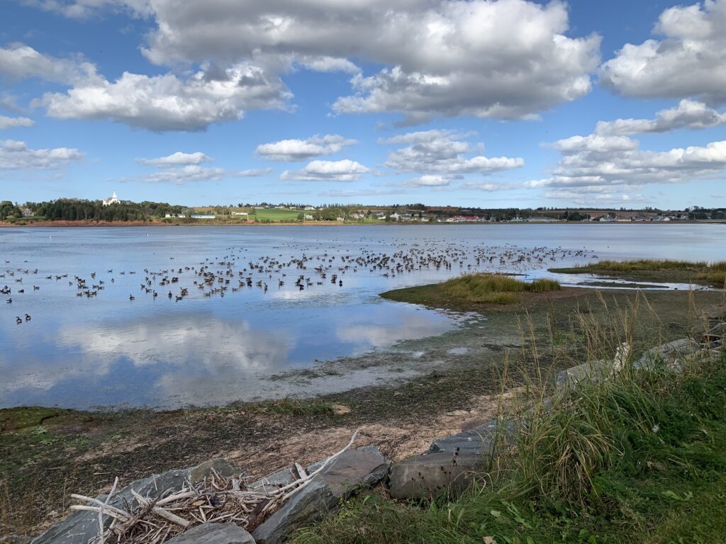 many gulls on the bay