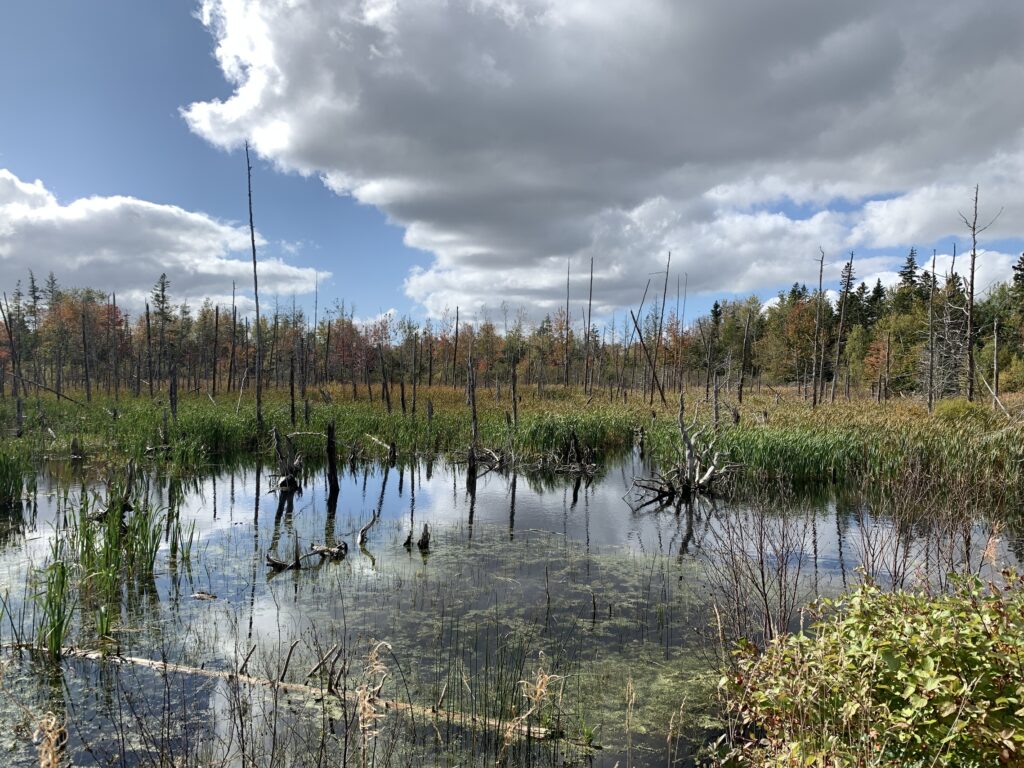 wetlands with trees and blue sky