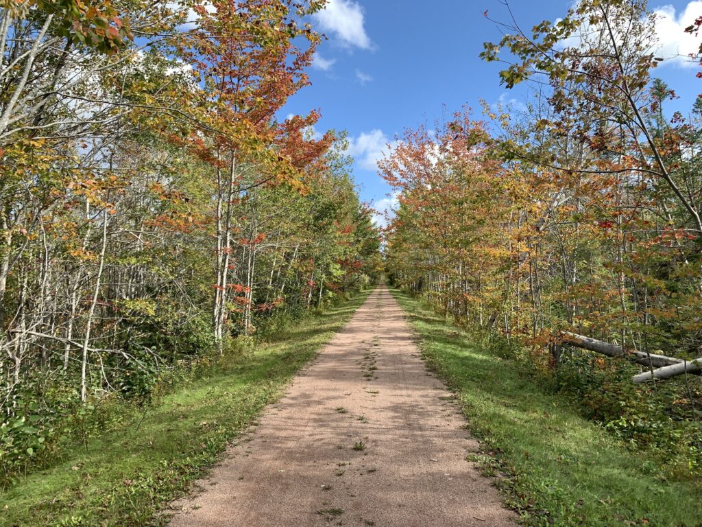 dirt trail through woods with fall leaves