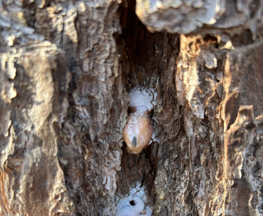sap and pine beetle close up