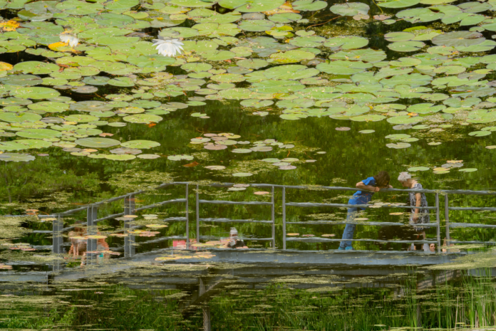 A unique view of a wetland pond in the renaturalized quarry at Evergreen Brick Works.