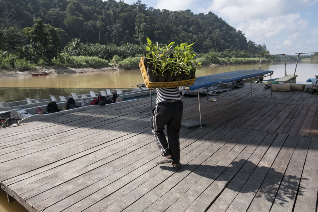 Tree saplings being transported on the back of a team member.
