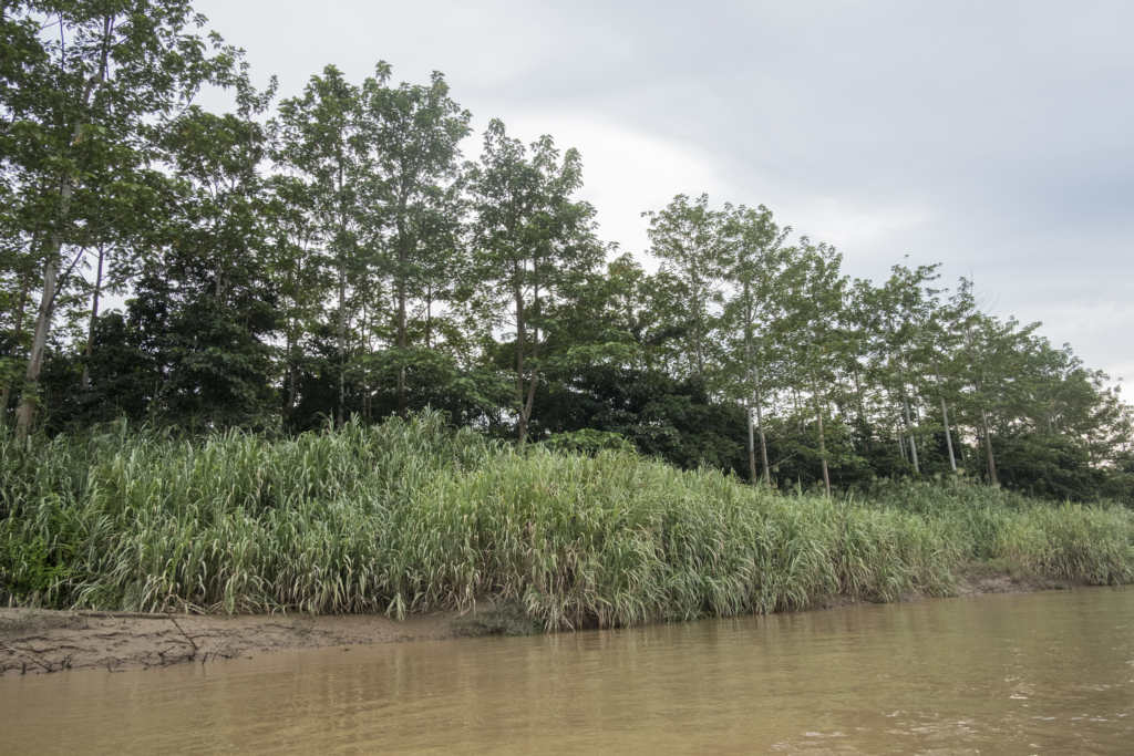 5-year-old trees line river.