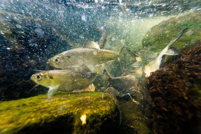 Alewife swimming underwater.