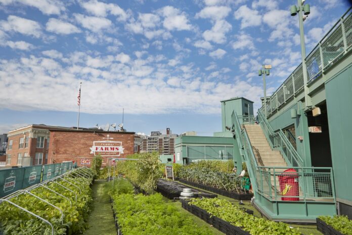 Fenway Farms at Fenway Park.