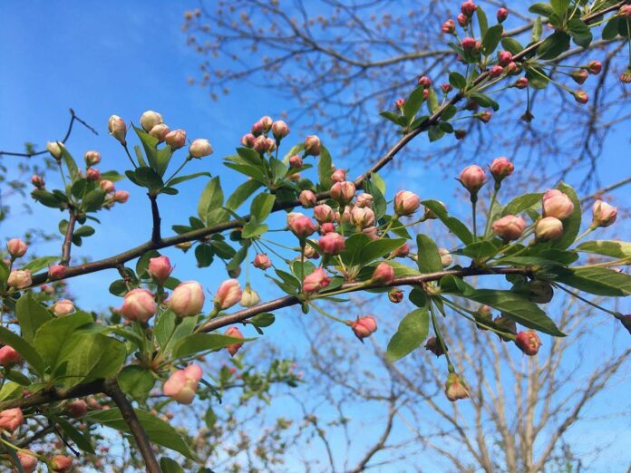 pink flower buds on a tree branch